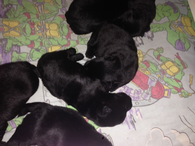 Pointchester pups born 29/05/2014